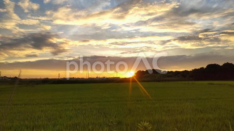 田園の中のきらめく朝日 朝日,朝焼け,太陽の写真素材