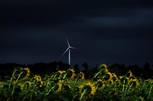 <五島風景>雨の中満開のヒマワリ畑の景色 <五島風景>雨の中満開のヒマワリ畑の景色の写真