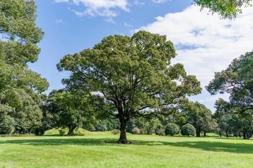 大きな木のある公園 大きな木のある公園 木,青空,晴れの写真素材