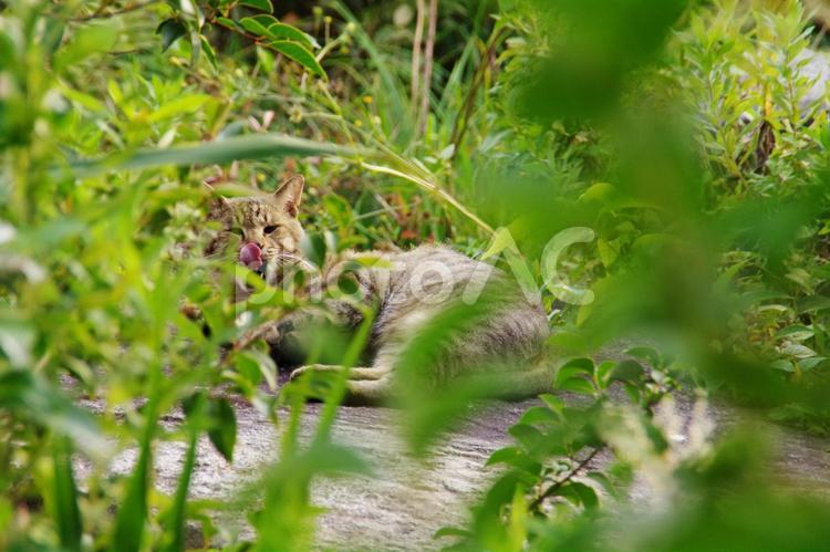 公園の猫たち　自然の中でくつろぐキジトラ　14 猫,ネコ,野良猫の写真素材