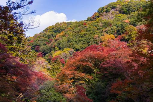 紅葉風景 紅葉風景,紅葉,箕面の写真素材