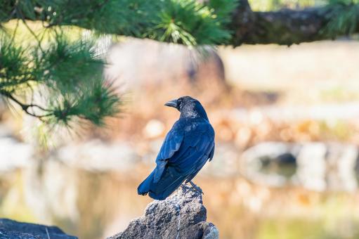 枝にとまるカラス 枝にとまるカラスの写真