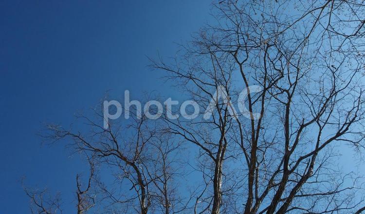 青空と枯れ木 晴,自然,四季の写真素材