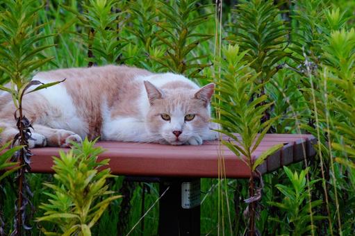 ねこ ねこの写真