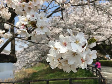 桜 桜の写真