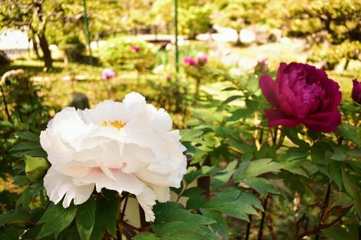 春の紅白の牡丹の花 春の紅白の牡丹の花 ボタン,牡丹,牡丹の花の写真素材