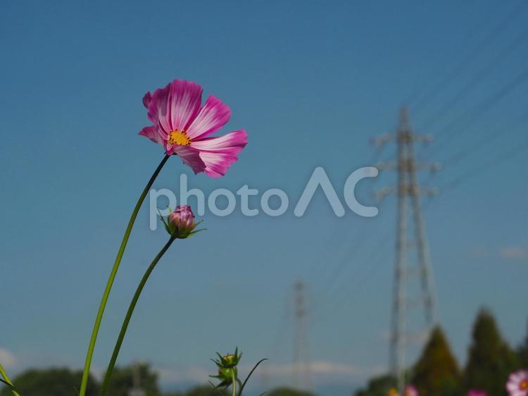 青空とコスモスと鉄塔 コスモス,秋桜,花の写真素材