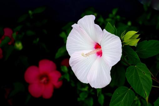 芙蓉の花 芙蓉,花,白の写真素材