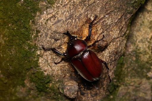 ヤクシマカブトの写真