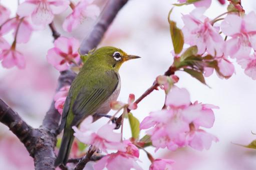 満開の桜の花にとまるメジロ 桜,メジロ,春の写真素材