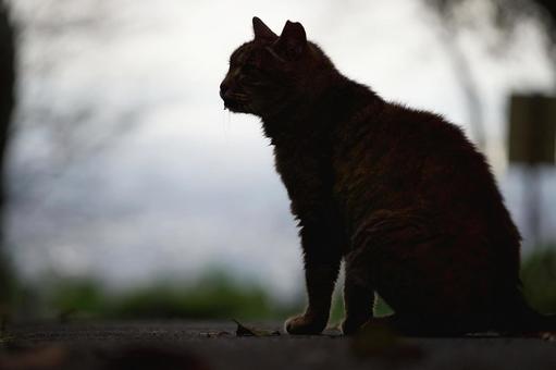野良猫のシルエット 猫,野良猫,シルエットの写真素材