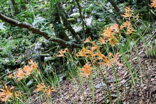 Photo, great fox razor, flower, razor of the great fox, 