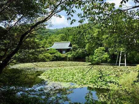 国指定名勝龍安寺庭園 国指定名勝龍安寺庭園 龍安寺庭園,龍安寺,鏡容池の写真素材