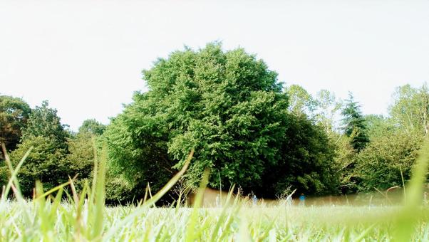 Trees in the park, park, wood, landscape, JPG