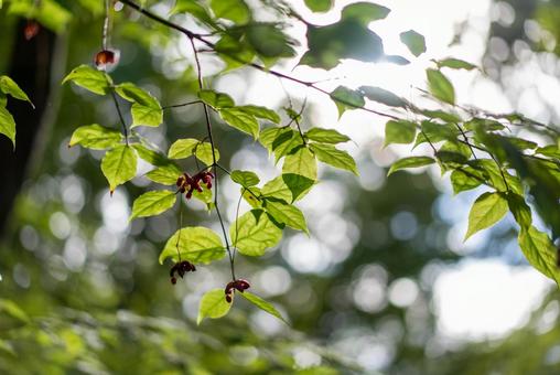 木漏れ日と瑞々しい葉、赤い実 葉,緑,赤い実の写真素材