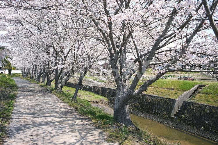 田園の桜 桜,桜並木,川の写真素材