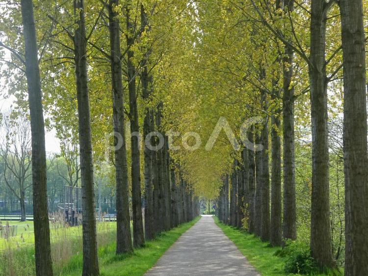 どこまでも続くオランダの美しい杉林 林,木,杉林の写真素材