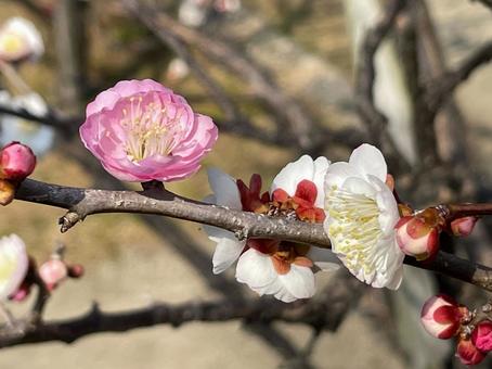 梅花, JPG 梅花, 春天, 閃光, 模糊, JPG