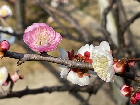 梅花, 梅, 春天, 花, JPG