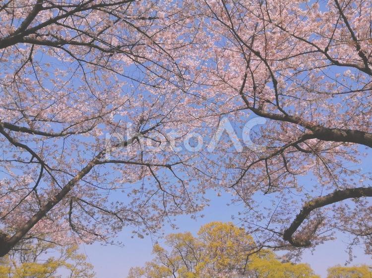 桜の花と枝と新緑の木々 桜,桜並木,花の写真素材