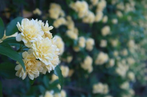 モッコウバラ 薔薇 春の花 黄色の花 モッコウバラ 薔薇 春の花 黄色の花 モッコウバラ,薔薇,春の花の写真素材