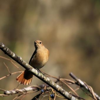 ジョウビタキ♀の写真