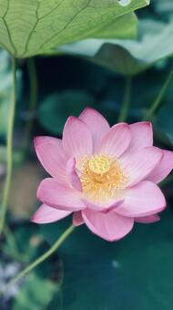 蓮の花 ハス,ピンク,自然の写真素材