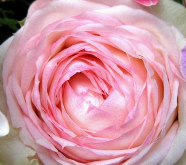 花金鳳花（ライトピンク） ラナンキュラス,キンポウゲ,花の写真素材