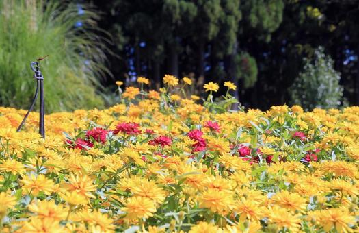 秋の陽光に映えるオレンジ～黄色のジニア ジニア,花,キク科の写真素材