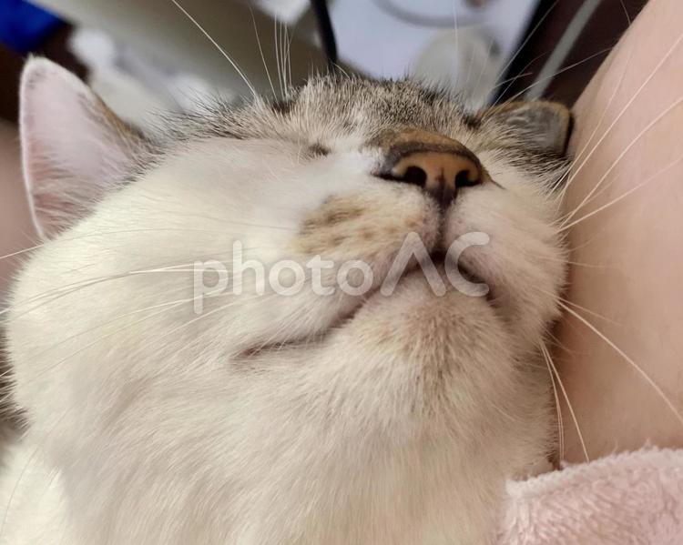 爆睡されるシャム系猫さん 猫,シャムトラ,爆睡の写真素材