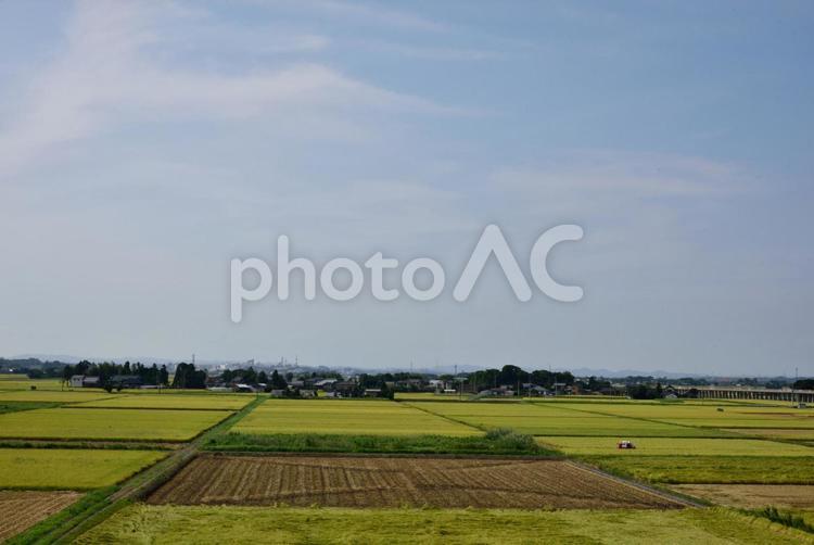 収穫の時期の田んぼの風景 日本,植物,田んぼの写真素材
