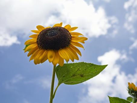 夏空に咲く、まっすぐな想い 夏空に咲く、まっすぐな想いの写真