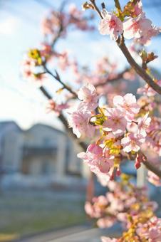 桜 桜の写真
