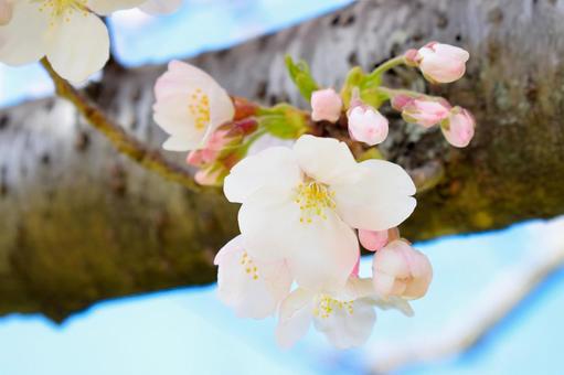 青空と桜の花びら 青空と桜の花びらの写真