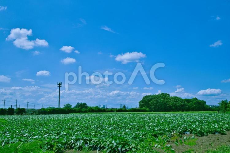 青空のもとの畑 畑,農業,風景の写真素材
