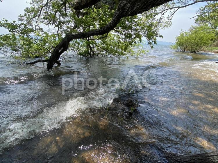 琵琶湖に迫り出した木 琵琶湖,自然,背景画像の写真素材