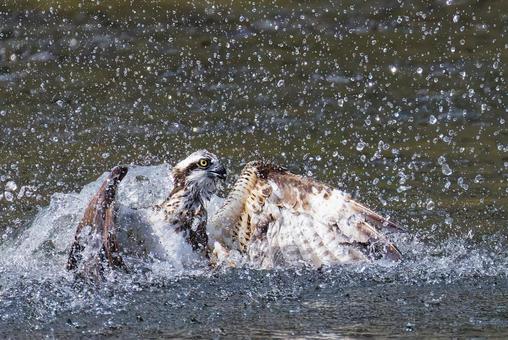 獲物を狙って川に突っ込むミサゴ 獲物を狙って川に突っ込むミサゴ ミサゴ,鶚,ウオタカの写真素材