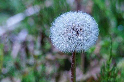 朝露に濡れたタンポポの綿毛 朝露に濡れたタンポポの綿毛の写真