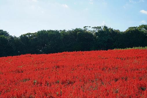 淡路島　あわじ花さじき59　サルビアの写真