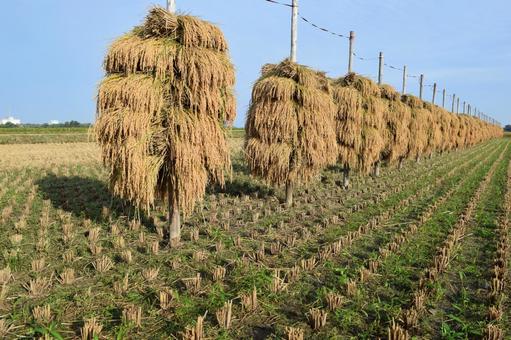 稲穂の杭掛け乾燥 山形県庄内 収穫した稲穂,杭掛け乾燥,杭掛けの写真素材