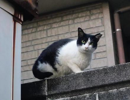 路地の主 猫,cat,動物の写真素材