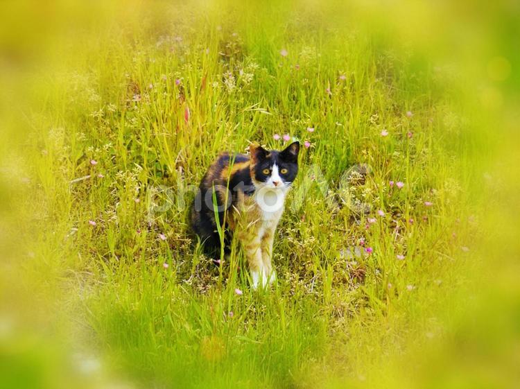 野原でこっちを見ているねこさん 野良猫,三毛猫,地域猫の写真素材