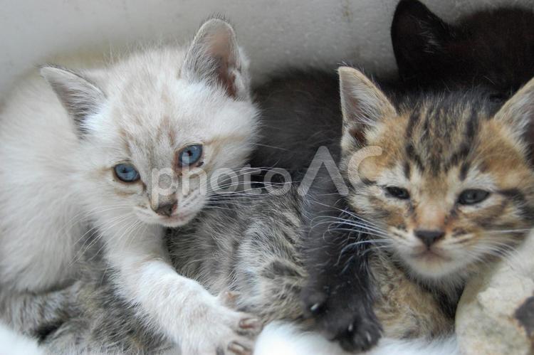 ノラシロとうとうとするノラトラ ネコ,子猫,赤ちゃんの写真素材