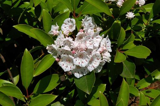 アメリカシャクナゲ アメリカシャクナゲ,亜米利加石楠花,亜米利加石南花の写真素材