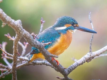 枝にとまるカワセミ・コピースペース 枝にとまるカワセミ・コピースペース カワセミ,野鳥,鳥の写真素材