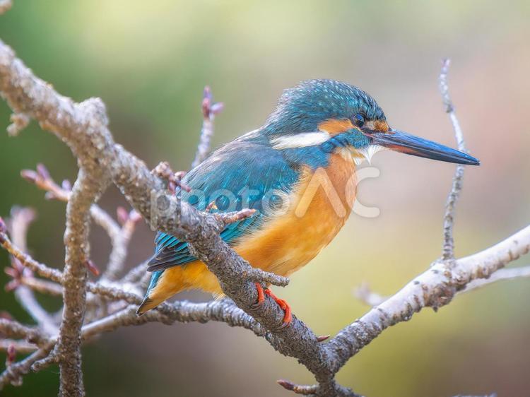 枝にとまるカワセミ・コピースペース カワセミ,野鳥,鳥の写真素材