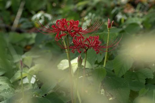 Red spider lily, JPG Red spider lily, JPG