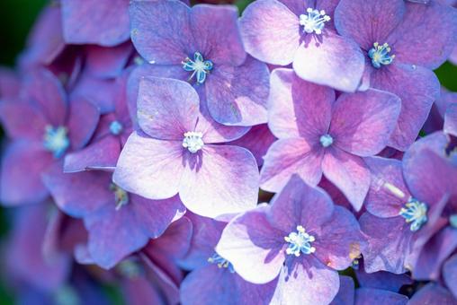 Photo, hydrangea, flower, plant, 