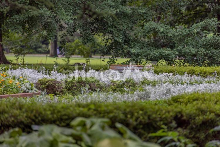 緑の中の雪のような白い植物 草,自然,風景の写真素材