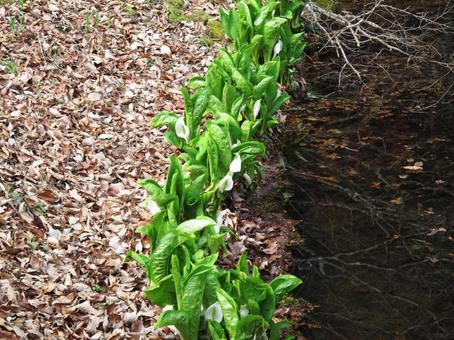 Skunk cabbage, JPG Skunk cabbage, JPG